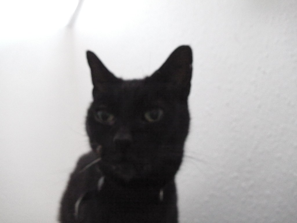 Peep, floppiest puss.